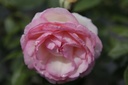 ROEROSE_20190816130309_xlarge.jpeg