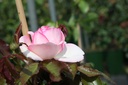 ROEROSE_20160715120712_xlarge.jpeg