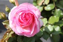 ROEROSE_20160715120651_xlarge.jpeg