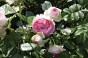 ROEROSE_20150627160402_xlarge.jpeg
