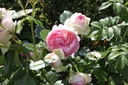 ROEROSE_20150627160347_xlarge.jpeg