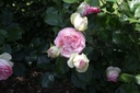 ROEROSE_20150627160327_xlarge.jpeg