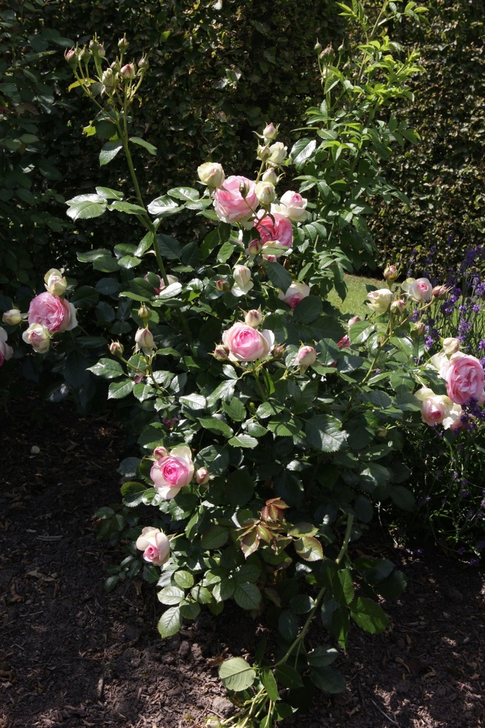ROEROSE_20150627160304_xlarge.jpeg