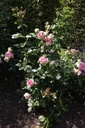 ROEROSE_20150627160304_xlarge.jpeg