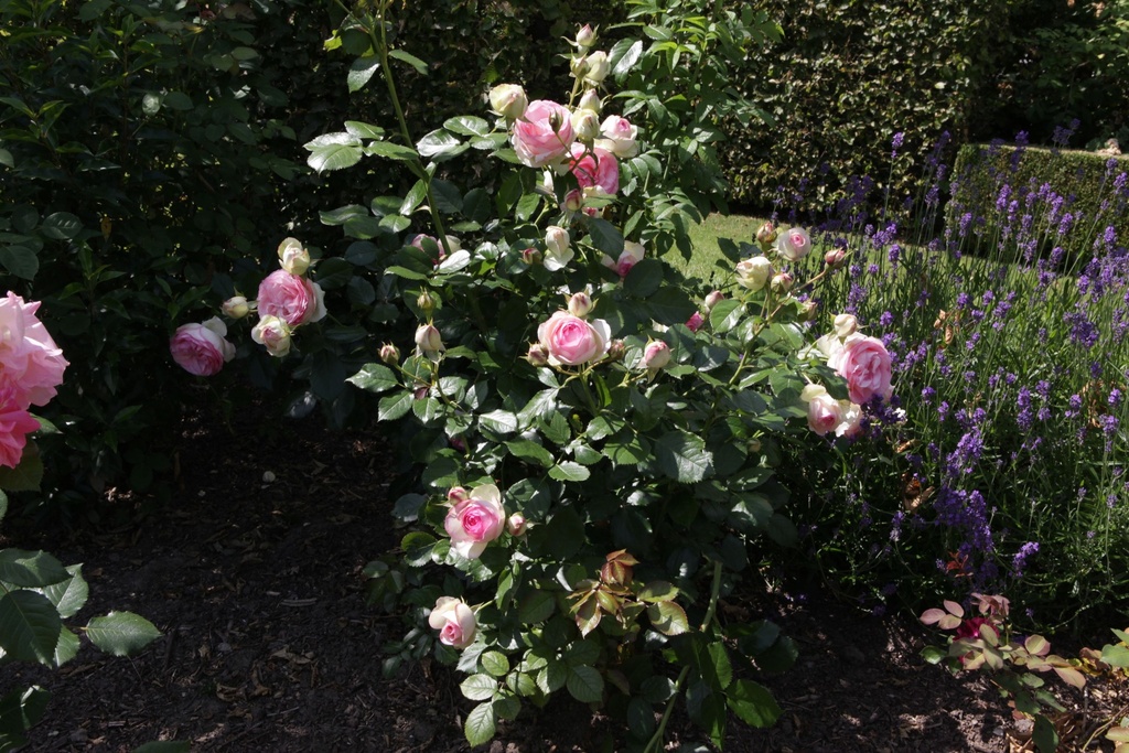 ROEROSE_20150627160255_xlarge.jpeg