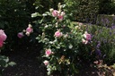 ROEROSE_20150627160255_xlarge.jpeg