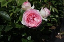 ROEROSE_20140701160939_xlarge.jpeg