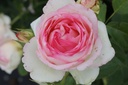 ROEROSE_20130812090026_xlarge.jpeg