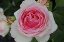 ROEROSE_20130812090018_xlarge.jpeg