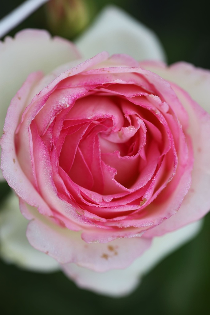ROEROSE_20130812085930_xlarge.jpeg