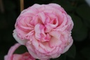 ROEROSE_20130812085914_xlarge.jpeg
