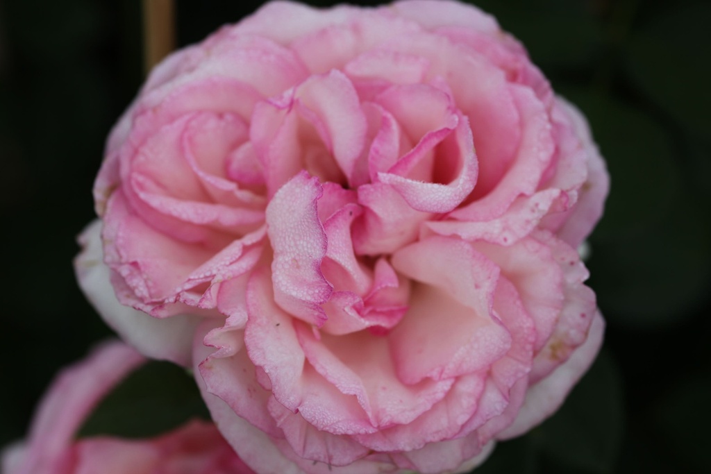 ROEROSE_20130812085913_xlarge.jpeg