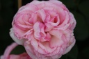 ROEROSE_20130812085913_xlarge.jpeg