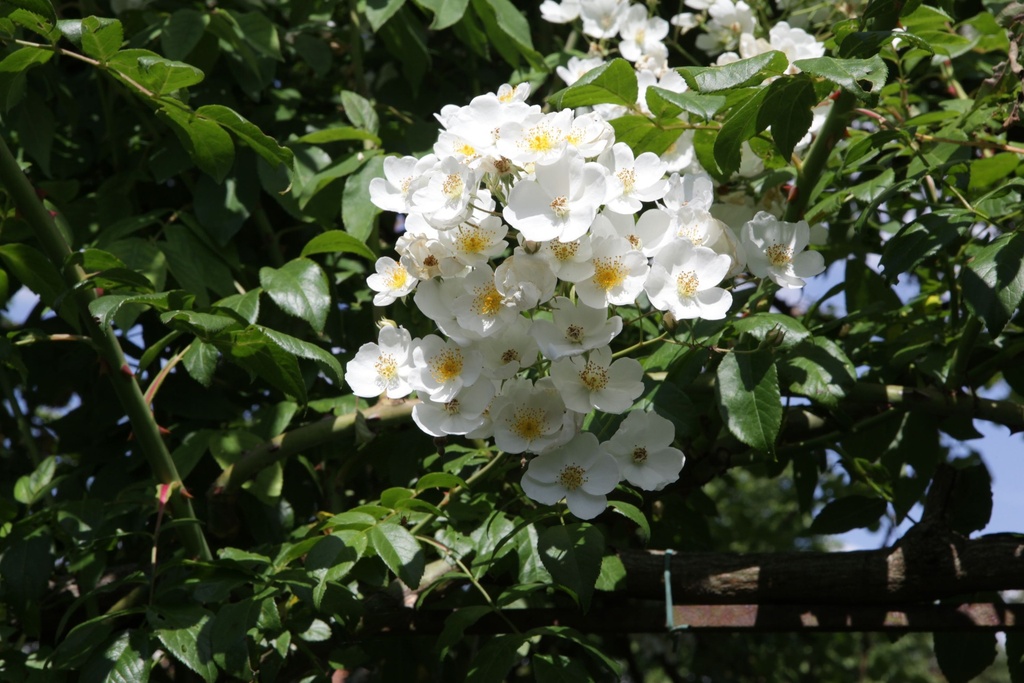 ROFKIFTS_20150627160943_xlarge.jpeg