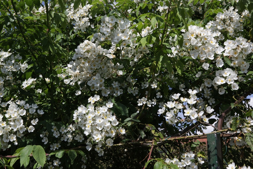 ROFKIFTS_20150627160907_xlarge.jpeg