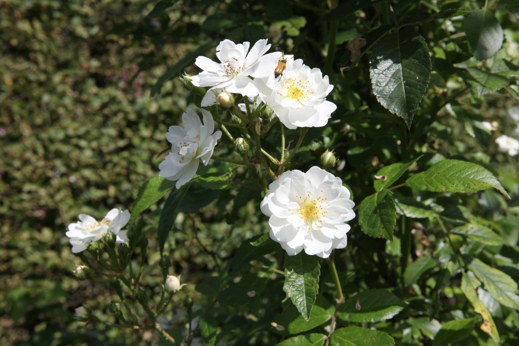 ROGAMOUR_20150627160202_xlarge.jpeg