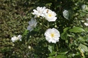 ROGAMOUR_20150627160202_xlarge.jpeg