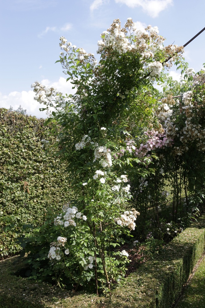 ROGAMOUR_20150627160120_xlarge.jpeg