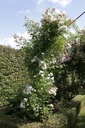 ROGAMOUR_20150627160120_xlarge.jpeg