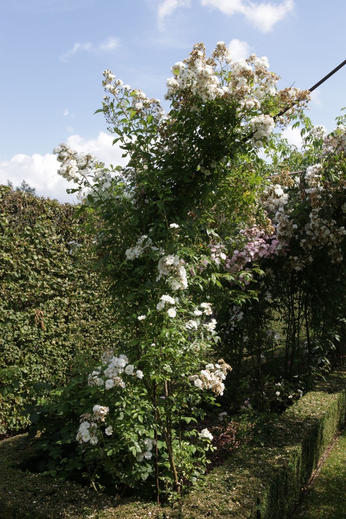 ROGAMOUR_20150627160109_xlarge.jpeg