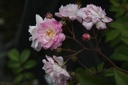 ROGROSE_20160812134934_xlarge.jpeg