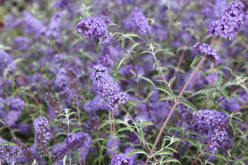 BUDNBLUE_20120915140607_xlarge.jpeg