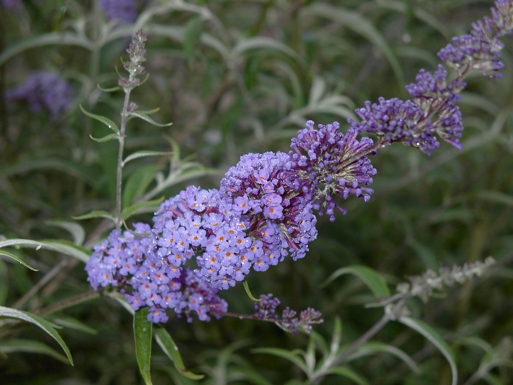 BUDNBLUE_20040622065928_xlarge.jpeg