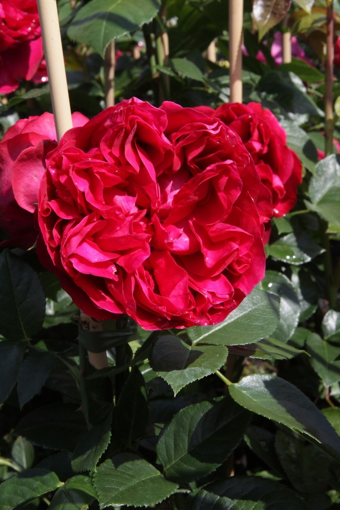 ROREROSE_20140701155828_xlarge.jpeg