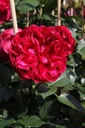ROREROSE_20140701155828_xlarge.jpeg