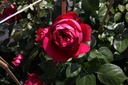 ROREROSE_20140701155757_xlarge.jpeg