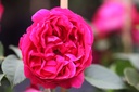 ROREROSE_20110712145149_xlarge.jpeg