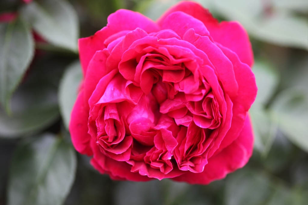 ROREROSE_20110712145135_xlarge.jpeg