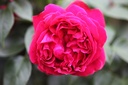 ROREROSE_20110712145135_xlarge.jpeg