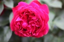 ROREROSE_20110712145133_xlarge.jpeg