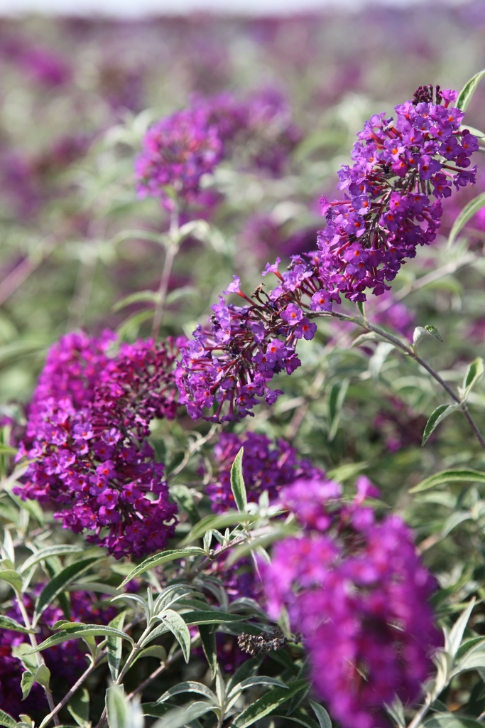 BUDNPURP_20120915142127_xlarge.jpeg