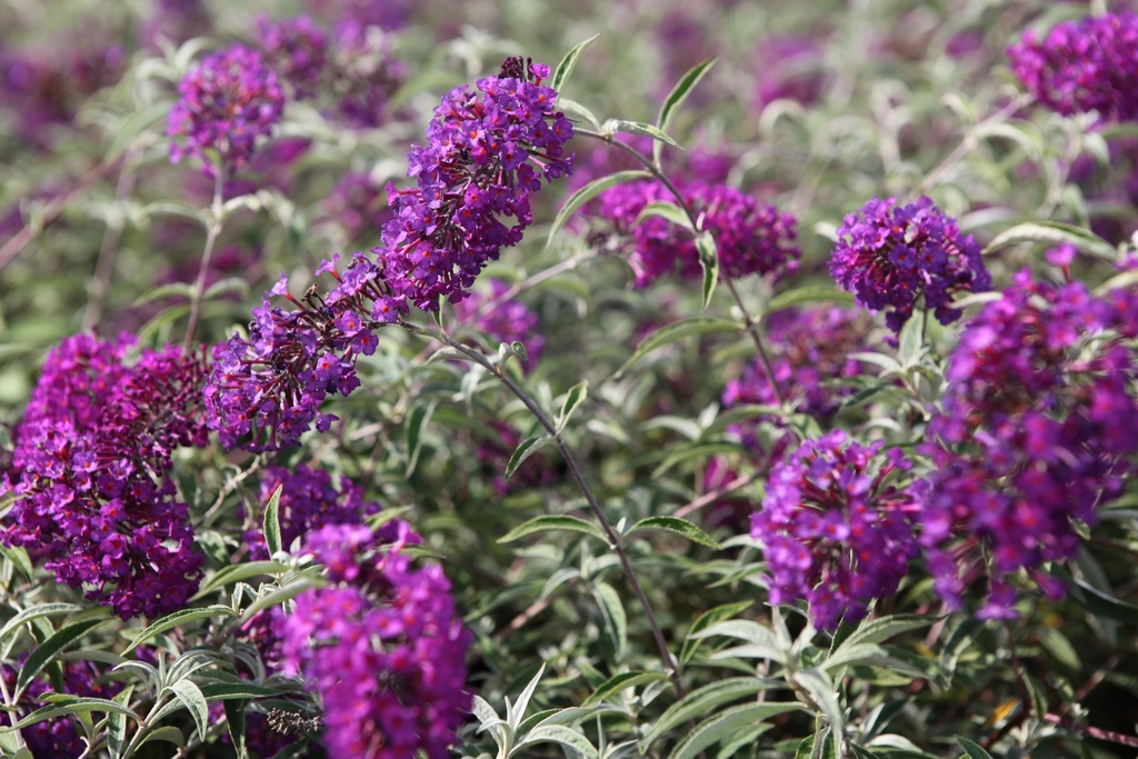 BUDNPURP_20120915142117_xlarge.jpeg