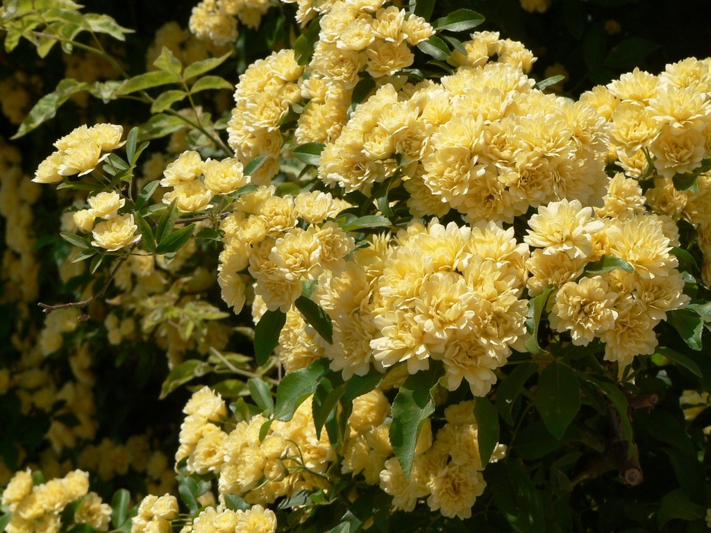 ROBLUTEA_20060504113423_xlarge.jpeg