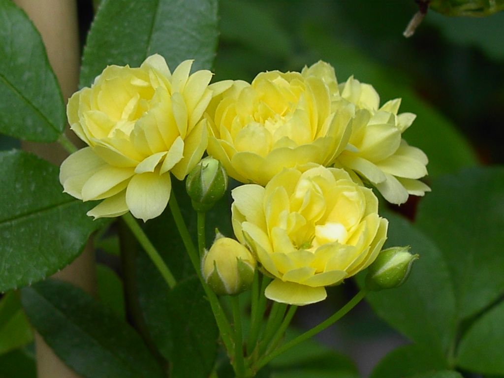 ROBLUTEA_20040511114916_xlarge.jpeg
