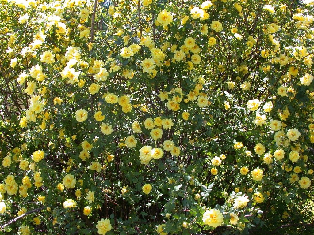 ROBLUTEA_20030503133726_xlarge.jpeg