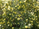 ROBLUTEA_20030503133726_xlarge.jpeg