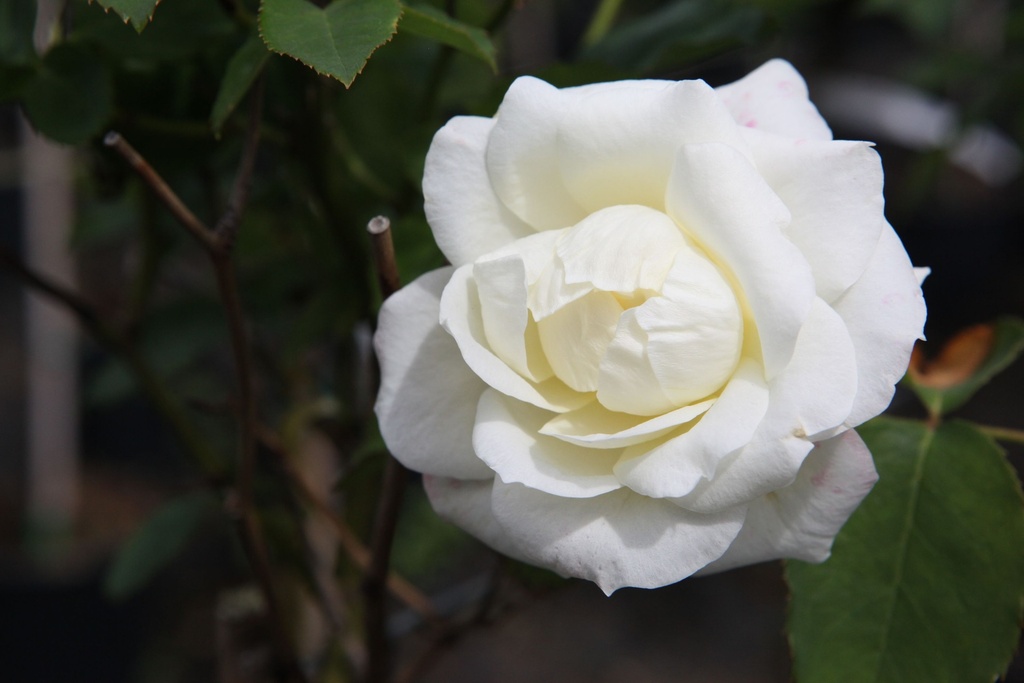 ROWHITE_20160812134452_xlarge.jpeg