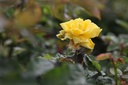 ROGOLDST_20160622153419_xlarge.jpeg