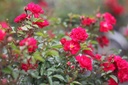 ROFQUEEN_20110712145650_xlarge.jpeg