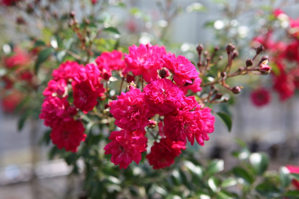 ROFQUEEN_20100708135442_xlarge.jpeg