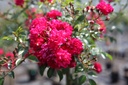 ROFQUEEN_20100708135436_xlarge.jpeg