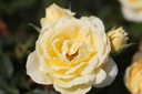 ROLUCKY_20120822162825_xlarge.jpeg