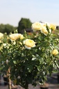 ROLUCKY_20100708114312_xlarge.jpeg