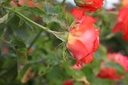 ROMARIEK_20160726114147_xlarge.jpeg