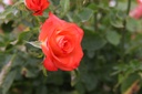 ROMARIEK_20160726114140_xlarge.jpeg