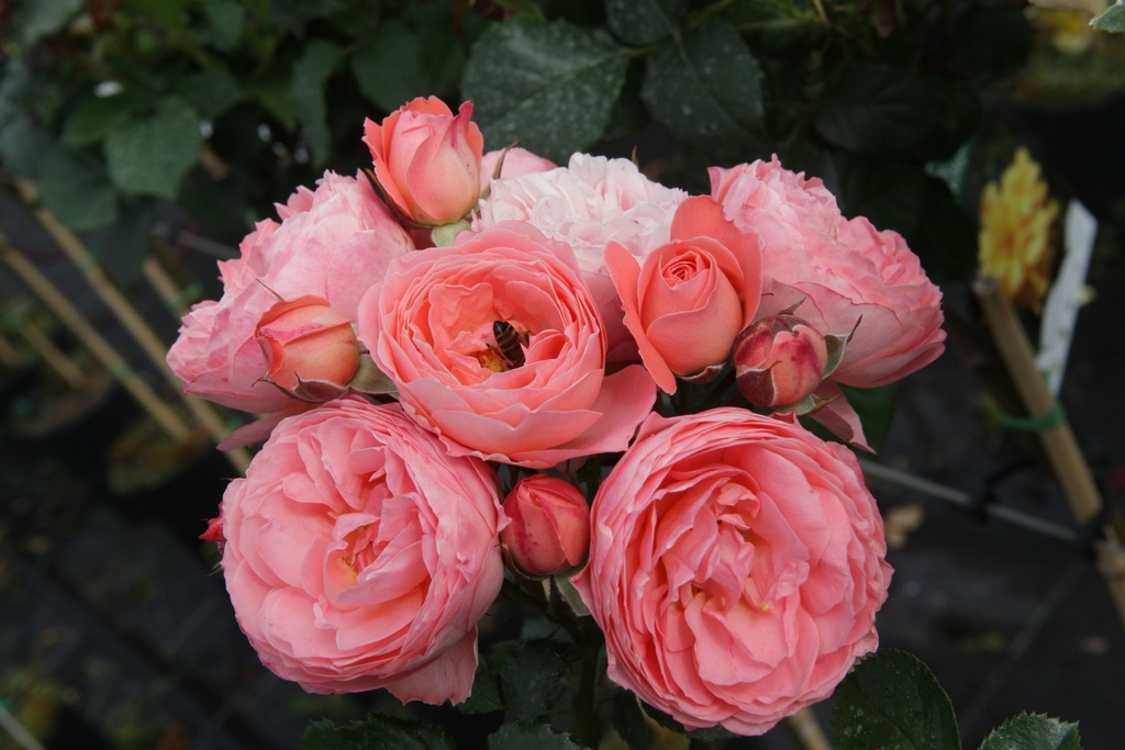 ROSPIERS_20130717165514_xlarge.jpeg